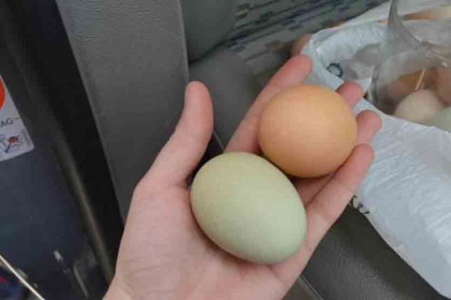 Κότα γεννάει… πράσινα αυγά στην Αρκαδία !!!
